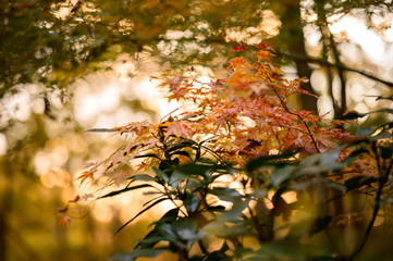 公園の中で色づくカエデ　夕日背景　桜ヶ丘公園