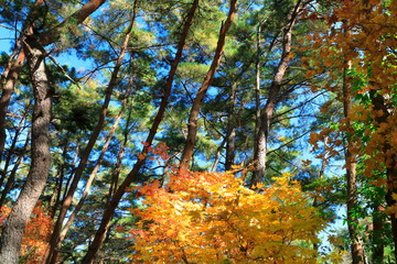 아름다운 가을 단풍