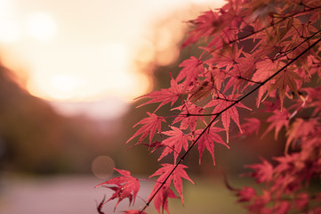 夕焼けともみじの葉　桜ヶ丘公園