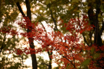 夕日を背景にした森の中の紅葉　桜ヶ丘公園