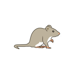 rat on white background