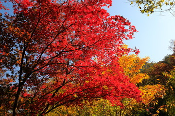 아름다운 가을 단풍