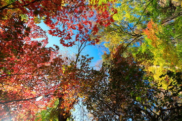 아름다운 가을 단풍