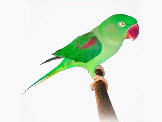Alexandrine parakeet, colorful parrot on branch isolated on white