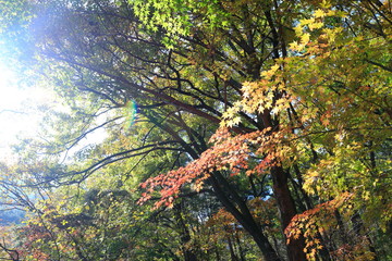 아름다운 가을 단풍