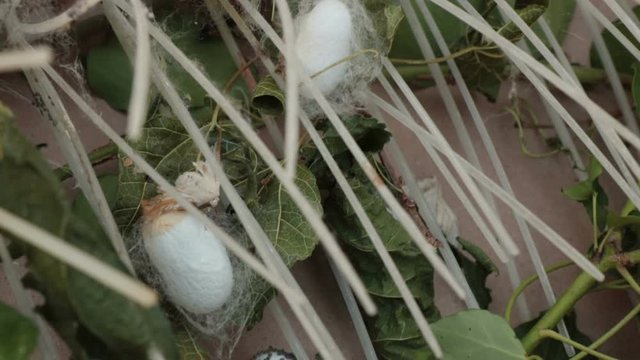 sericulture, detail of silkworm cocoons