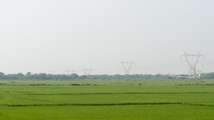 Fototapeta na wymiar Electrical and renewable energy High voltage Tower power transmission line in green rural agricultural field environment. Impact of Industrial Technology in Agriculture background concept. Copy Space