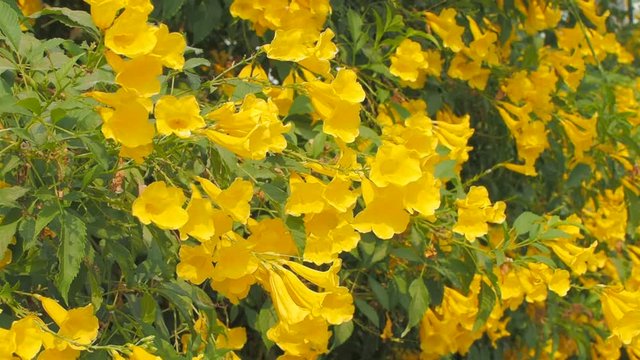 VDO. Yellow elder flower or Yellow bells (Tecoma stans) blossom on branches moving in soft wind with green leaves background, common names include yellow trumpetbush and ginger-thomas.