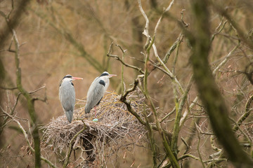 Grey heron in the natural environment, tree, nest, young, habitat, wildlife, Europe, Ardea cinerea