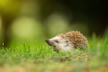 European hedgehog in the natural environment, close up, wildlife, Erinaceus roumanicus, Erinaceus europaeus - obrazy, fototapety, plakaty