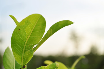 leaf on green background.