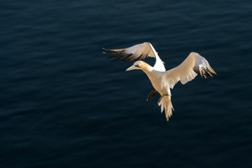 Northern gannet in the natural environment, wildlife, close up, Europe, Morus bassanus