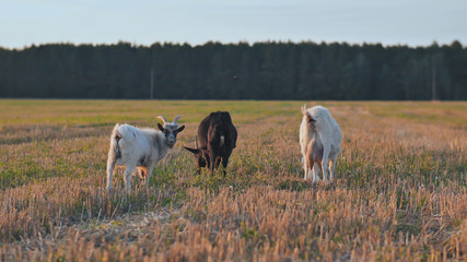 White and black goats eat grass at sunset on village