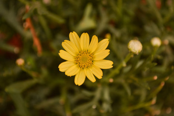 A flower