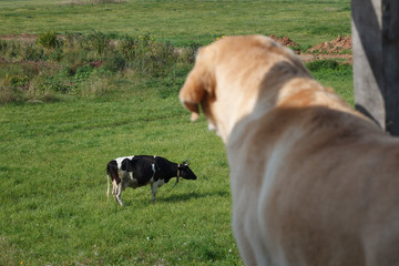 The dog looks down at the cow grazing on the grass