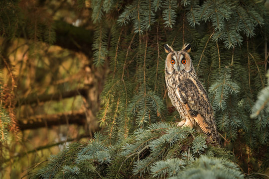 Long eared owl in the natural environment, owl portrait, day photo, close up, Asio otus