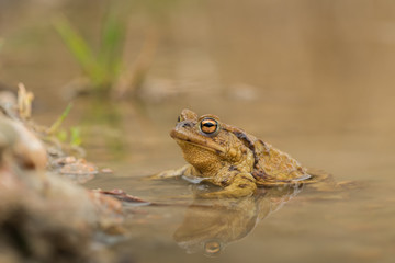 Common toad in the pool, spring mating, wildlife, isolated, Bufo bufoBufo bufofrog, 