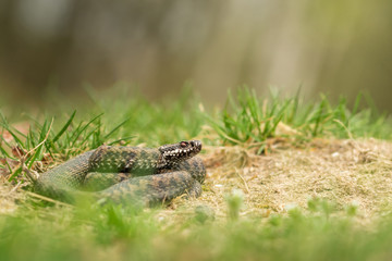 Vipera berus, Common European adder in the natural environment, wildlife, close up, isolated, Czech...