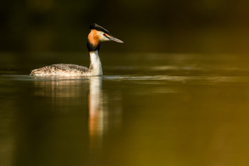 Great crested grebe in the natural environment, close up, isolated, Podiceps cristatus