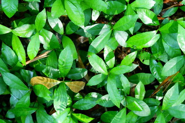Fototapeta premium background of green leaves.