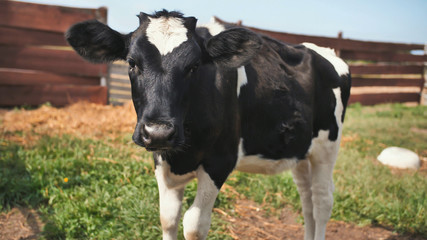 Young black and white cow in the village.