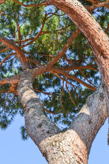 Mediterranean pine tree