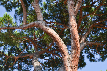 Fototapeta na wymiar Mediterranean pine tree