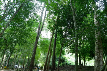 trees in the forest.