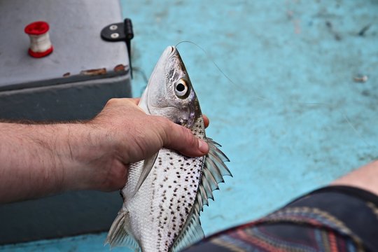 A hand holding a freshly caught spotted grunter fish (Pomadasys commersonni). River fishing in South African concept image. 