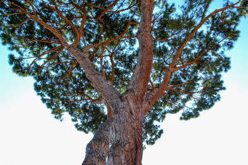 Mediterranean pine tree