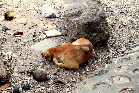 A picture of a Thai skinny brown dog, sleeping comfortably near the rocks