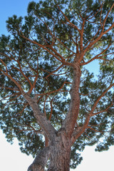 Mediterranean pine tree