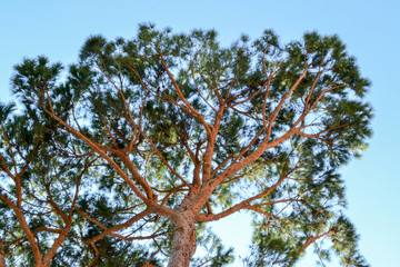 Mediterranean pine tree