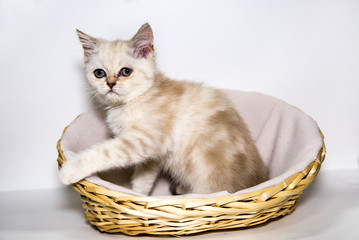 Fototapeta na wymiar Kitten breed Scottish white in a wicker basket on a white background. Pets cats leisure Hobbies.