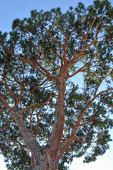 Mediterranean pine tree