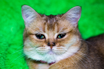 Portrait of a cat breed Scottish Golden pryamouhaya on a green background. Pets cats leisure Hobbies.
