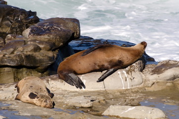 Relaxation time for a couple of sea lions at Point La Jolla