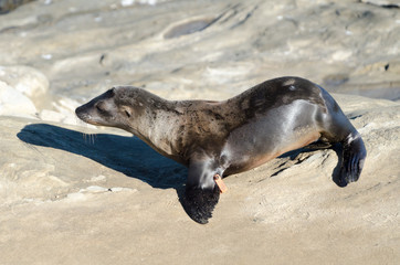 California sea lion cub walking on the rocks