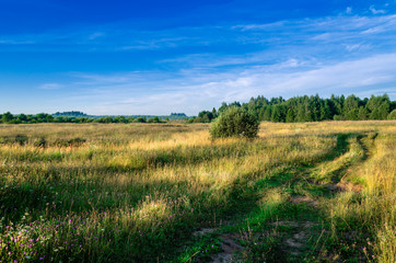 early morning in a meadow with a rural road