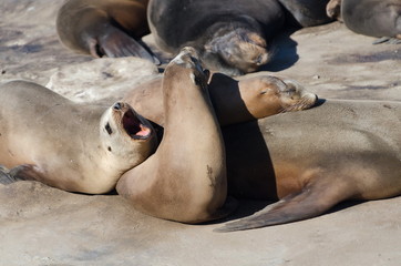 Harem of large sea lion near Point La Jolla, San Diego