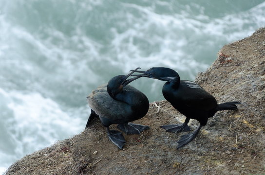 Brandts cormorants nesting at La Jolla Cove
