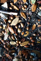 Fallen leaves