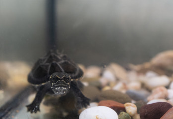 Common musk turtle Sternotherus odoratus in a pond. Funny face.