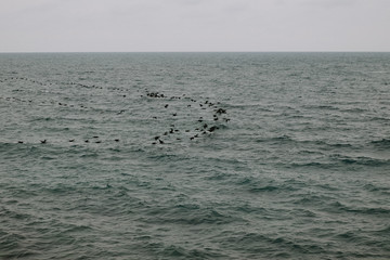 Obraz premium birds fly over the sea