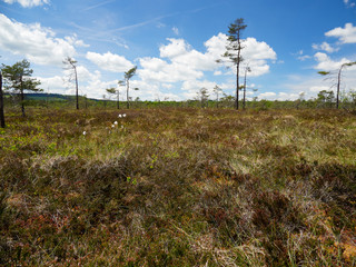 NSG &bdquo;Schwarzes Moor", Biosph&auml;renreservat Rh&ouml;n, Unterfranken, Franken, Bayern, Deutschland