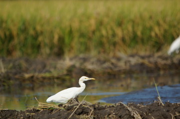 The cattle egret (Bubulcus ibis) is a cosmopolitan species of heron (family Ardeidae) found in the tropics, subtropics, and warm-temperate zones. It is the only member of the monotypic genus Bubulcus.
