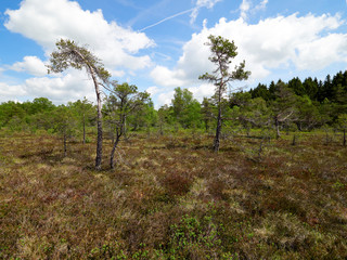 NSG &bdquo;Schwarzes Moor", Biosph&auml;renreservat Rh&ouml;n, Unterfranken, Franken, Bayern, Deutschland