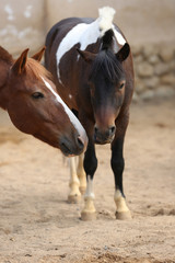 Obraz premium A pair of horses on a pasture.