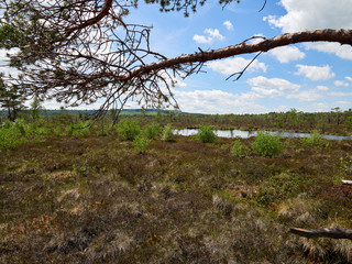 NSG „Schwarzes Moor