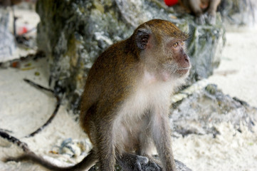 A monkey sits on a beach and does not look at the photographer.Wild long-tailed macaque of Krabi province.